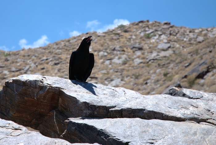 Crow in Indian Canyon