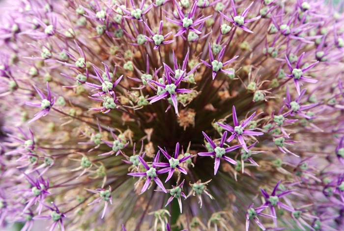 Fascinating flowers in the Parc Floral