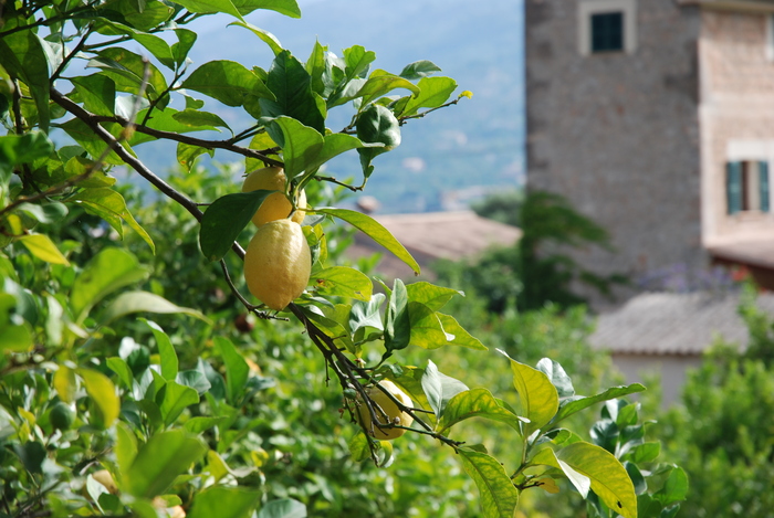 Lemons
