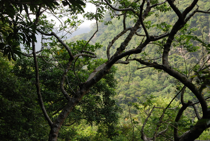 Forest in Taroko National Park III