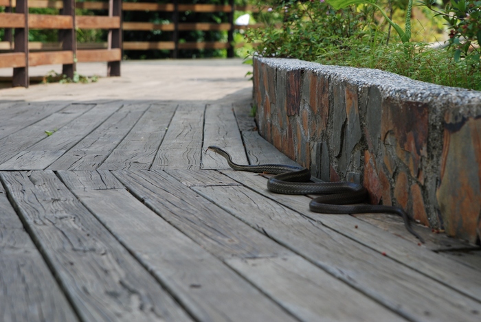 Snake at Taroko National Park
