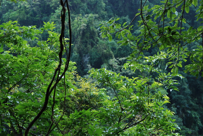 Forest in Taroko National Park