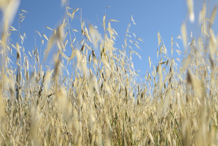 Fields in Pentolina