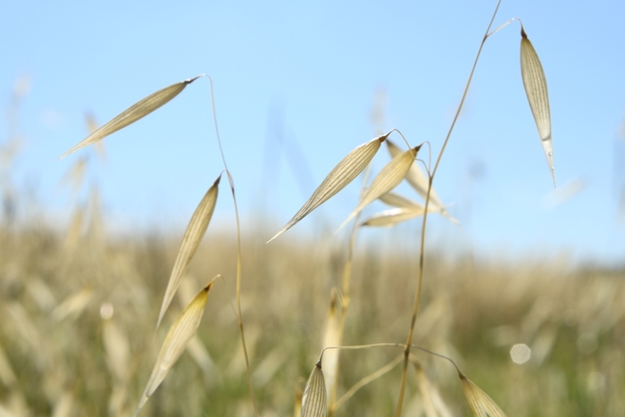 Fields in Pentolina