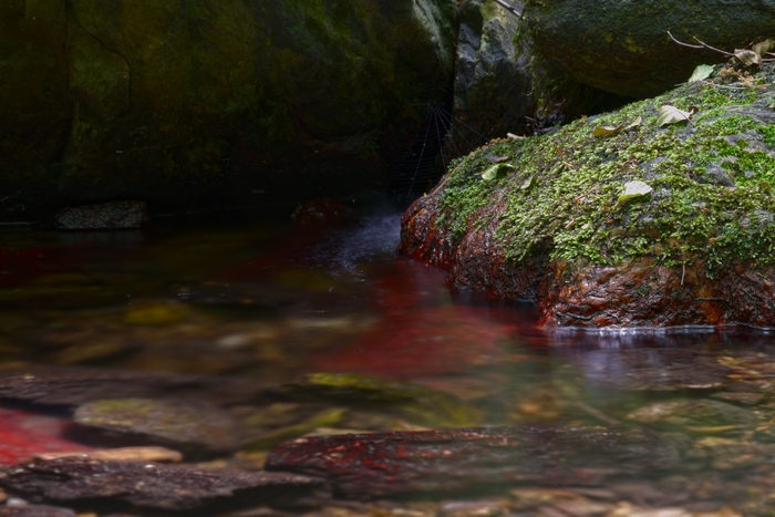 Forest Creek