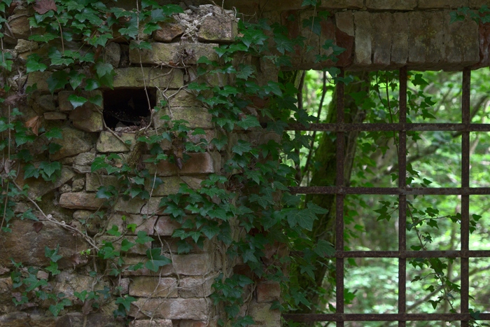 Ruins in the forest