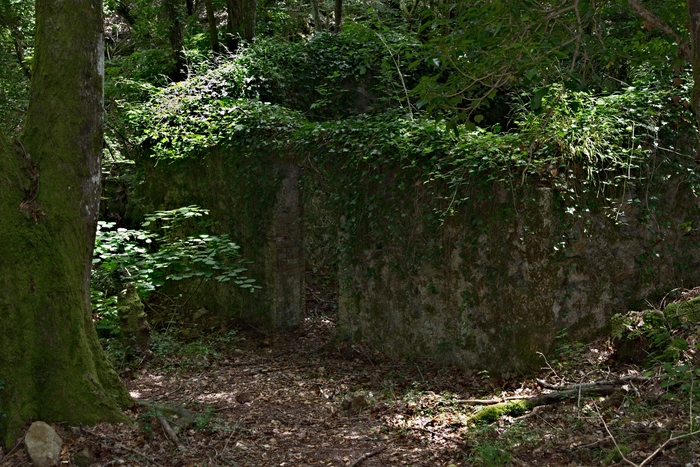 Ruins in the forest