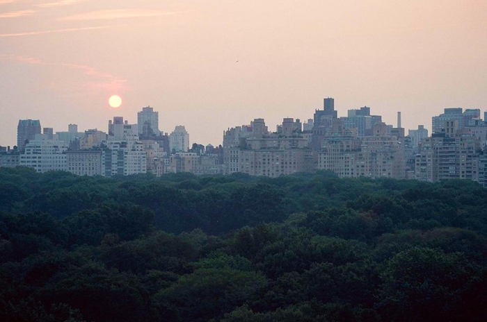 Central Park in the Morning