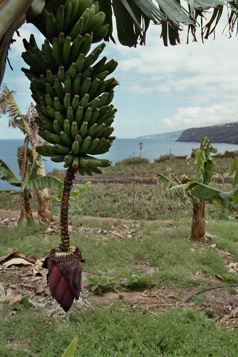 Bananas