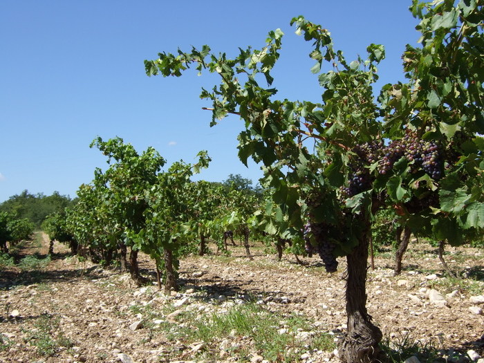 Vineyard