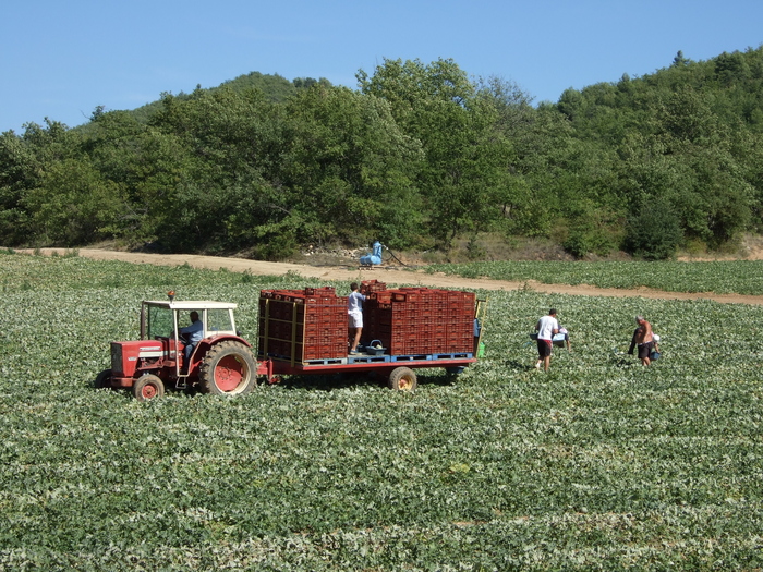 Melon Harvest