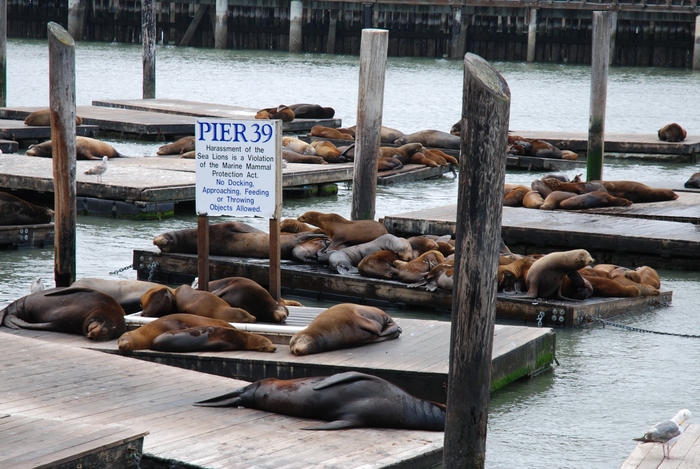 Pier 39 in San Francisco