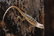 Lizard in Indian Canyon