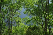 Forest in Taroko National Park II