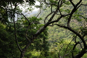 Forest in Taroko National Park III