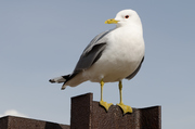 Seagull