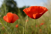 Poppies