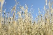 Fields in Pentolina