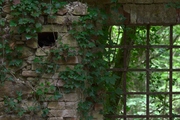 Ruins in the forest