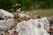 Wall Closeup