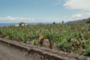 Banana plantation