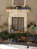 Potted Plants