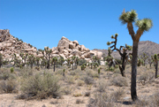 Joshua trees in Joshua Tree National Park